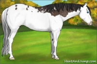 Horse Color:Brown Splash Appaloosa 