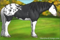 Horse Color:Black Splash Appaloosa 