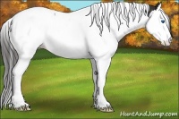 Horse Color:Liver Chestnut Sabino Splash Tobiano Appaloosa 
