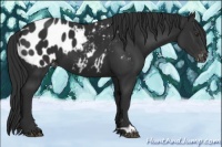 Horse Color:Liver Chestnut Appaloosa 