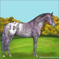 Horse Color:Watercolor Buckskin Ice Onyx Appaloosa Rabicano 