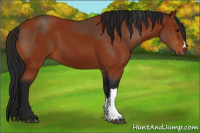 Horse Color:Bay  and Gray Bay 