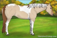 Horse Color:Red Dun Tobiano 