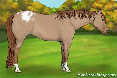 Horse Color:Red Dun Blanket 