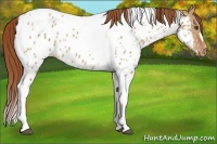 Horse Color:Red Dun Tobiano Appaloosa 