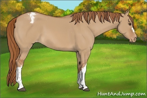 Horse Color:Red Dun Varnish 