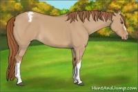Horse Color:Red Dun Varnish 