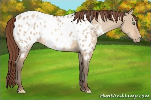 Horse Color:Amber Champagne Dun Appaloosa 