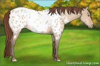 Horse Color:Amber Champagne Dun Appaloosa 