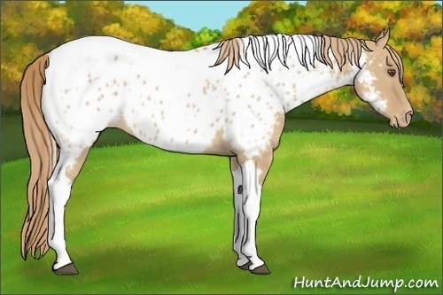 Horse Color:Red Dun Tobiano Appaloosa 