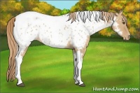 Horse Color:Red Dun Tobiano Appaloosa 