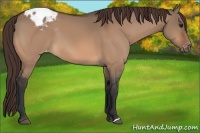 Horse Color:Bay Dun Appaloosa 