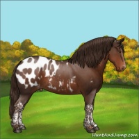 Horse Color:Liver Chestnut Tobiano Blanket 