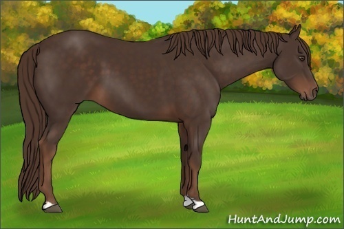 Horse Color:Liver Chestnut 