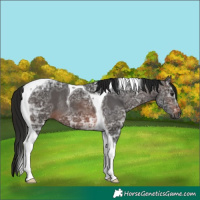 Horse Color:Gray Brown Ice Tobiano Rabicano 
