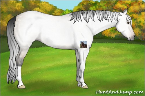Horse Color:Gray Buckskin Dun Rabicano 