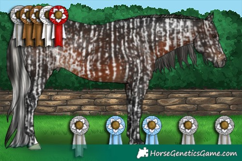 Horse Color:Gray Silver Brown Sabino Tobiano Rabicano  and Gray Brown 