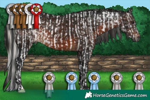 Horse Color:Gray Silver Brown Sabino Tobiano Rabicano  and Gray Brown 