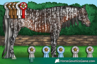 Horse Color:Gray Silver Brown Sabino Tobiano Rabicano and Gray Brown