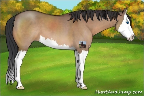 Horse Color:Brown Dun Sabino Splash
