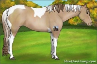Horse Color:Black Pearl Sabino Tobiano