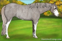 Horse Color:Silver Blue Roan Sabino Rabicano 