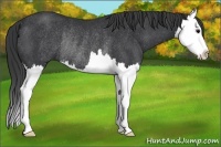 Horse Color:Black Sabino Splash Rabicano 
