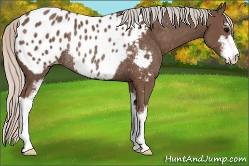 Horse Color:Silver Black Sabino Appaloosa Rabicano 