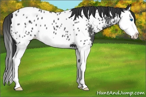 Horse Color:Blue Roan Splash Appaloosa 