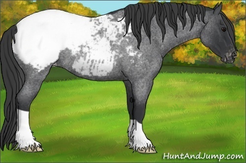 Horse Color:Blue Roan Appaloosa Rabicano 