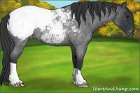 Horse Color:Blue Roan Appaloosa Rabicano 