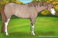 Horse Color:Liver Red Dun Roan Sabino Rabicano
