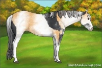 Horse Color:White Spotted Black  and White Spotted Buckskin 