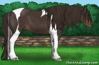Horse Color:Liver Chestnut Tobiano 