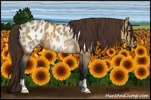 Horse Color:Bay Dun Appaloosa 