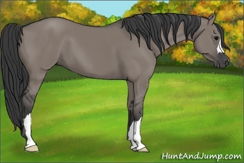 Horse Color:Grullo 