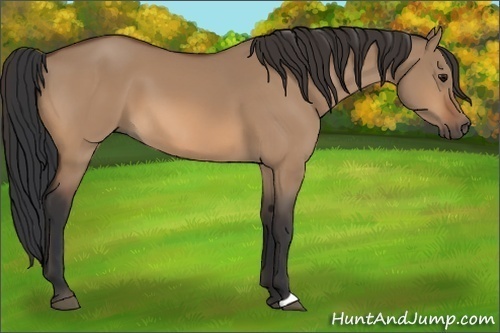 Horse Color:Bay Dun 