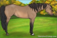 Horse Color:Bay Dun 