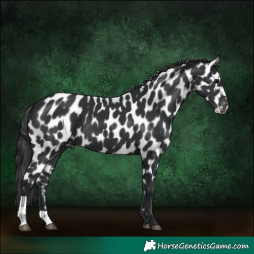 Horse Color:Black Appaloosa 