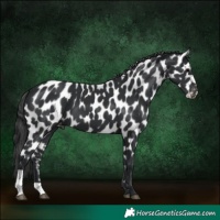 Horse Color:Black Appaloosa