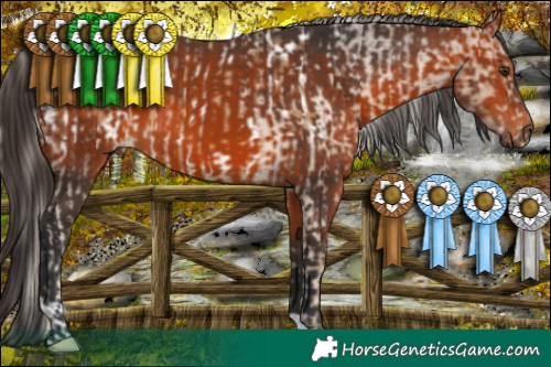 Horse Color:Chocolate Palomino Roan Appaloosa  and Bay 