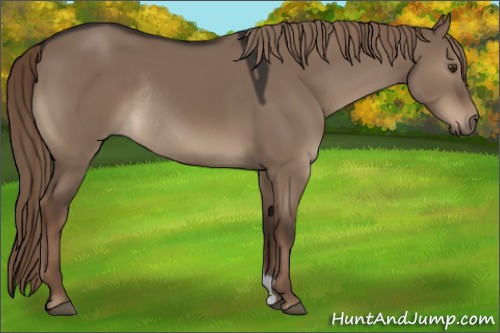 Horse Color:Liver Red Dun Rabicano 