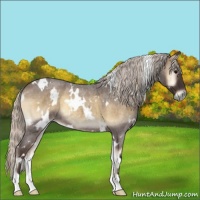 Horse Color:White Spotted Silver Smoky Blue Onyx Roan 