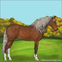 Horse Color:Silver Buckskin 