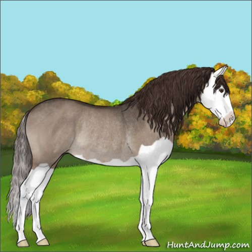 Horse Color:Liver Red Dun Splash Rabicano 