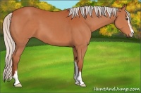 Horse Color:Silver Bay Sabino 