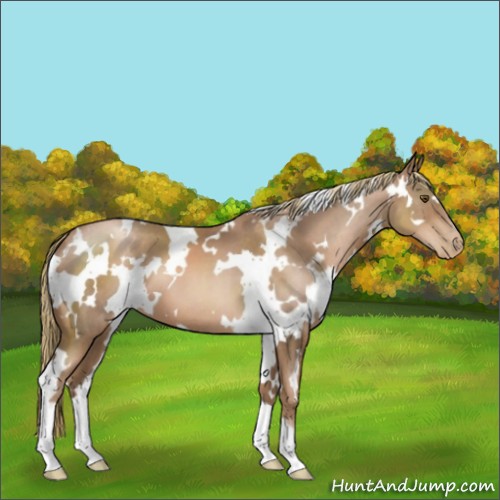 Horse Color:White Spotted Liver Chestnut Pearl 