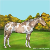 Horse Color:White Spotted Liver Chestnut Pearl 