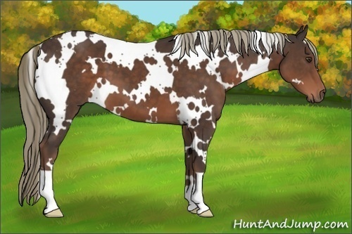 Horse Color:White Spotted Liver Chestnut 