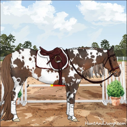 Horse Color:White Spotted Liver Chestnut